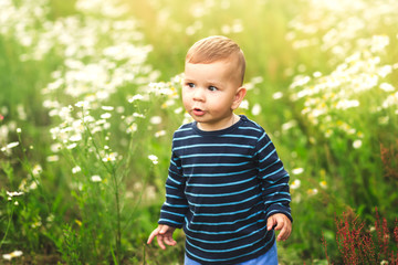 little boy in the glade of chamomiles in summer
