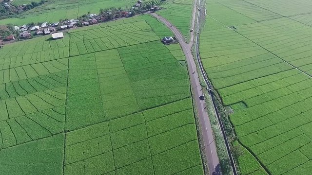 A huge area of rice field | Aerial shot | Fly through