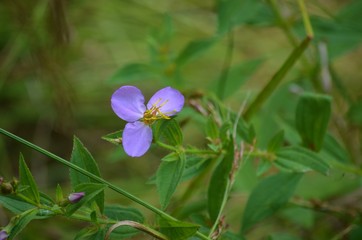 purple tri petal wildflower