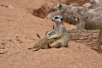 Fototapeta premium Meerkat Mother is feeding baby Meerkats