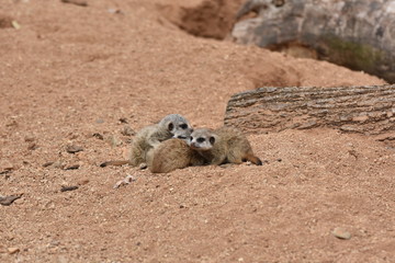 Obraz premium Four cute Meerkat Babies are looking around