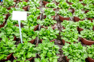 Green plants growing in the greenhouse of the plant production farm
