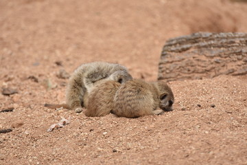 Four Small Sleeping Meerkat Babies