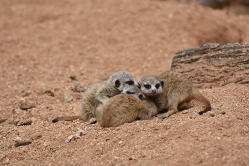 Four cute small Meerkat Puppies are looking around