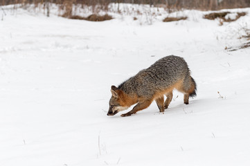 Obraz premium Pair of Grey Fox (Urocyon cinereoargenteus) Walks Left Through Snow
