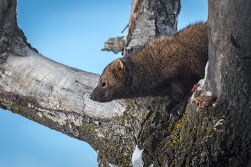 Fisher (Martes pennanti) Looks Left From Tree