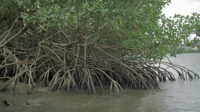 Mangrove03