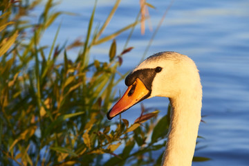 Portrait of white swan on the water lake against grass background