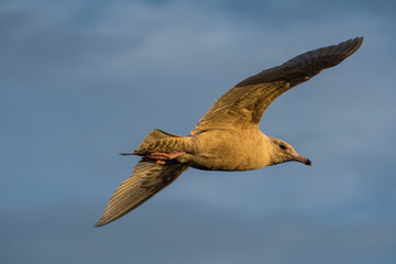 Seagull flying in the sky