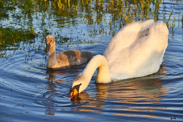 Obraz premium White swan eating green grass near a pond