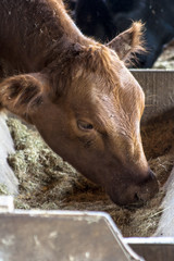 Red angus Cattle