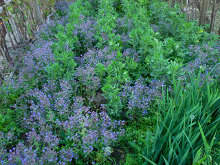 biodynamic vegetable garden with broad  beans and borage plants