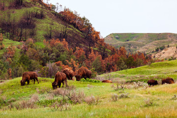 Wild bison graze in Theodore Roosevelt National Park, North Dakota