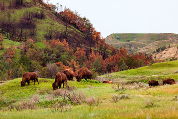 Wild bison graze in Theodore Roosevelt National Park, North Dakota © Zak Zeinert