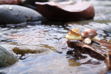 Image of a turtle made of shells. Handmade.