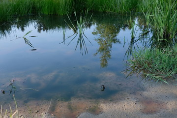 Teich oder Tümpel im Sommer mit Pflanzen