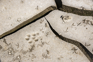 Dog and bird footprints in cracked dry earth © Jorge Anastacio