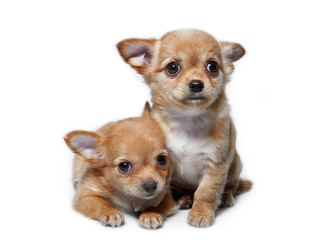 dogs on white background