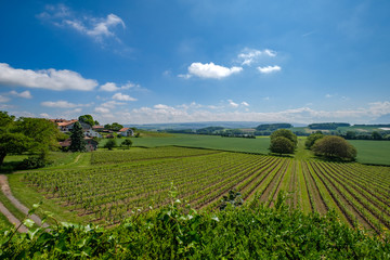 Fototapeta na wymiar Swiss vineyards with a view on the alps