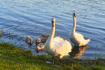 Swans family floating on the lake at sunset. Swans with nestlings. Swan with chicks. 