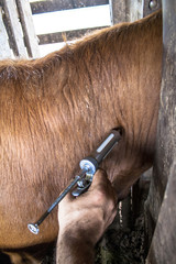 Farmer apply vaccination to cattle.