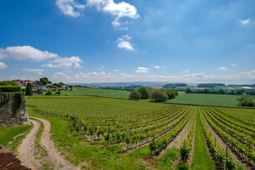 Swiss vineyards with a view on the alps