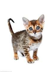 Fototapeta premium cat on white background