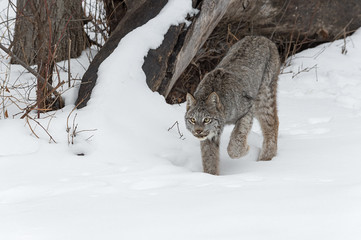 Canadian Lynx (Lynx canadensis) Stalks Forward
