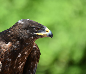 face of eagle