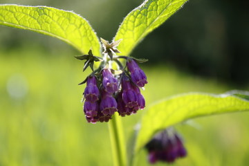 Beinwell, Beinwurz Pflanze, mit lila, violett farbener Blüte, und grünen Blättern, auf der Wiese