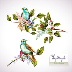 Nightingale on branches with leaves. Set of two birds. Hand drawn, watercolor. All objects are separated and easy to move. Vector - stock.
