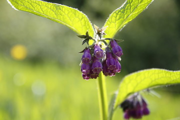 Beinwell, Beinwurz Pflanze, mit lila, violett farbener Blüte, und grünen Blättern, auf der Wiese