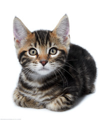 cat on white background