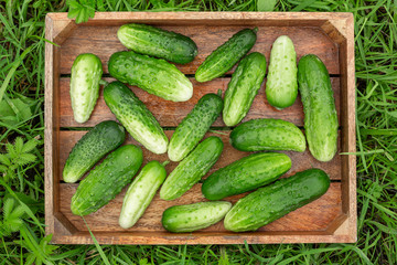 Fresh cucumbers in the box on the green grass.