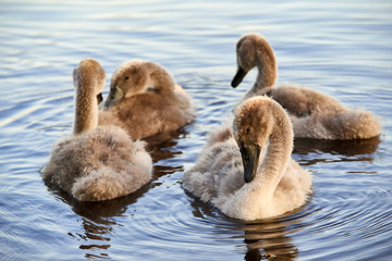 Swan chicks floating on the water at sunset