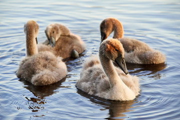 Swan chicks floating on the water at sunset
