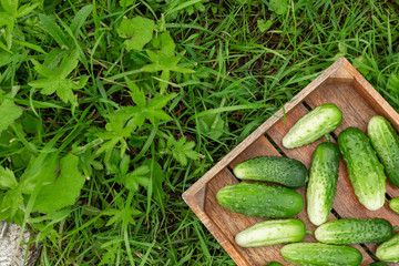 Fresh cucumbers in the box on the green grass.