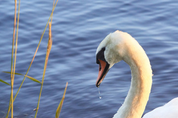 Obraz premium Close up portrait of white swan on the water lake with water surface background