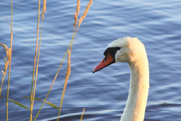 Close up portrait of white swan on the water lake with water surface background