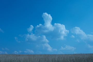 Heide Wiesen Landschaft Siegen-Trupbach