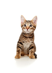 cat on white background