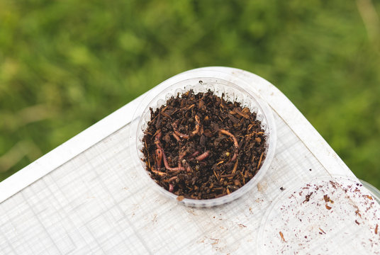 a bank of earthworms on a fishing table
