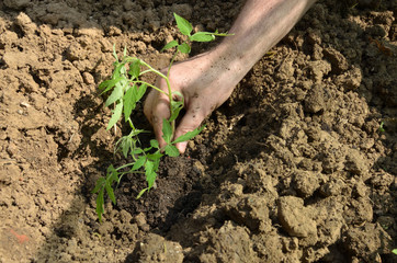 Planting organic tomato seedling in a backyard garden in spring