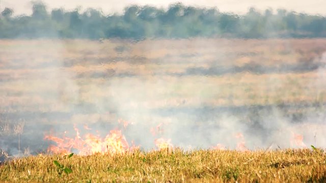 Dry grass on fire. Accidental fire on the field in the summer.