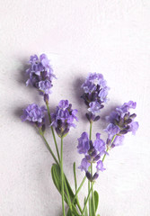 Fototapeta premium Fresh lavender flowers frame on pink background.