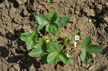 Seedling of strawberry in ground during spring