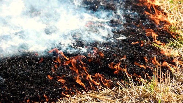Fire smoldering and spreading. Close up. Black burnt grass.