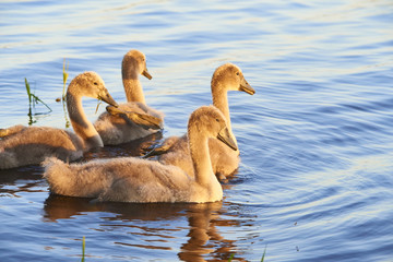 Swan chicks floating on the water at sunset