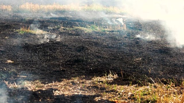 Black burnt smoldering field. Spreading fire on dry grass outdoor.