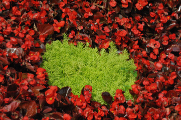 green moss and red flowers close-up